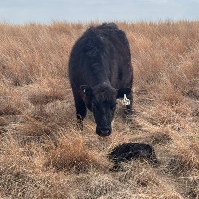 NerbasBrosAngus's profile picture