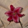 Фото профиля لـيـان🌷