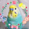 aqua bird profil fotoğrafı