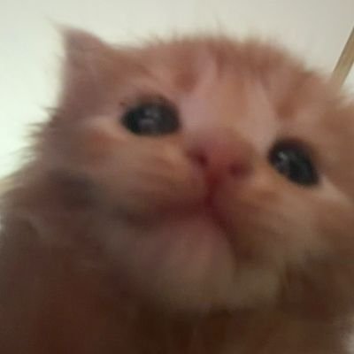 แทงนิมชน์'s profile picture