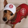 Фото профиля Bam, o pinscher colorado