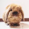 Kupraaa🐰 profil fotoğrafı