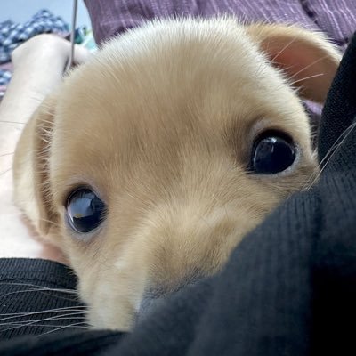 herslutz's profile picture