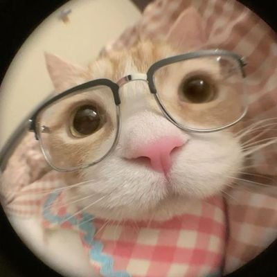 모과's profile picture
