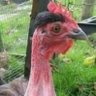Profilbild von Galinha Perooca