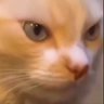 Grumpy profil fotoğrafı