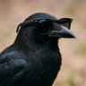 El Primer Cuervo profil fotoğrafı