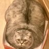 A_fat_cat profil fotoğrafı