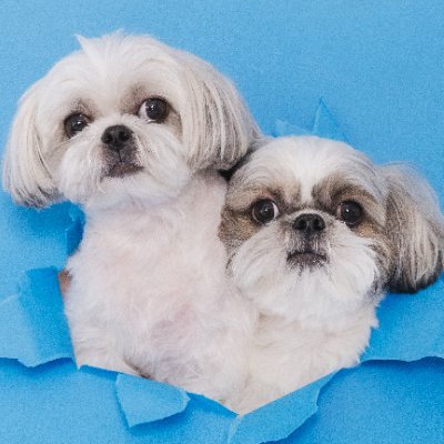 シーズー ししまる&ちゃちゃまる's profile picture