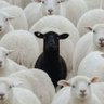 theblacksheep 的头像