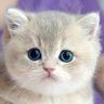 RoshiiSenn profil fotoğrafı