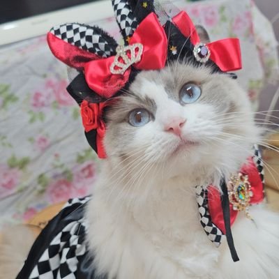 ラグドールましゅりぃ👗‎'s profile picture