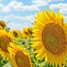 Фото профиля Sunn Flower