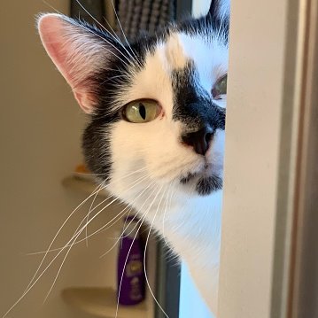 cat_vip69's profile picture