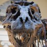 Profilbild von M1A1 Giganotosaurus