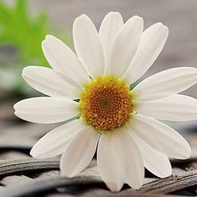 Magda #MรฉxicoLibre ๐ฒ๐ฝ๐บ๐ฆ ๐ฎ๐ฑ's profile picture
