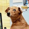 RubberDog profil fotoğrafı