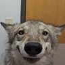 Profilbild von luneckie