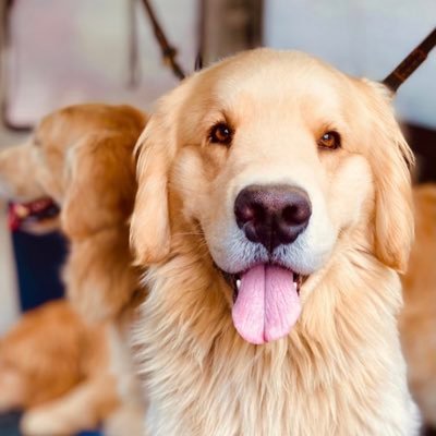 IB's profile picture