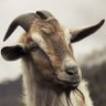 EL MILAGRO's profile picture