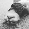 StoopsTheCat profil fotoğrafı
