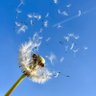 dandelion✨ profil fotoğrafı