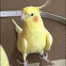 ヲタク profil fotoğrafı