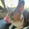 iroli(istanbulsözlesmesiyasatir's profile picture