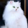 Фото профиля عالم الحيوانات