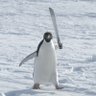 Penguin 🐧's profile picture
