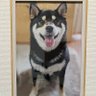 元黒柴小太郎(よっちゃん) 的头像