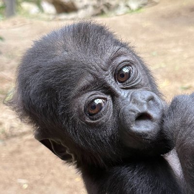 京都市動物園（公式）'s profile picture