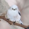 Фото профиля くるみでお手玉をするりす🐿️