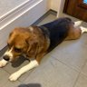 takeo-dog's profile picture
