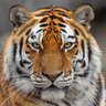 🐯வேங்கைபுலி🐯's profile picture