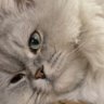 Yake profil fotoğrafı