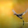 锋禾尽起 profil fotoğrafı