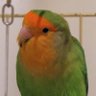 Profilbild von George