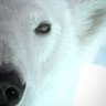 Icebear Bae 🐻‍❄️ profil fotoğrafı