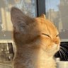 khadrious's profile picture