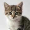 Profilbild von LuckyCat