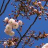 八重桜団子 的头像