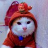 กองทัพมะเขือเทศ🦊🍅's profile picture
