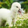 Atypical Duck 的头像
