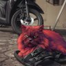 Profilbild von ᮙᮃᮠᮤᮞᮃ