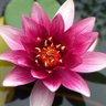 Luallima profil fotoğrafı