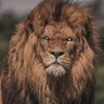 Фото профиля LION