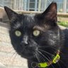 Mr. Pause🐈⬛'s profile picture