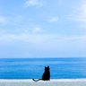 ヨザクラ's profile picture