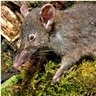 Rato do mangue's profile picture